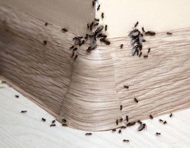 В квартире появились маленькие муравьи как избавиться